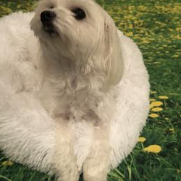 Skye - Maltese