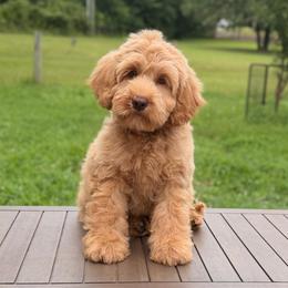 Dolly - Caramel female Australian Labradoodle puppy in Hartshorne, Oklahoma from Jena Edmond