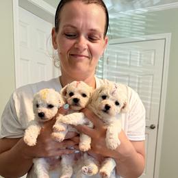 Bichon Frise puppies from Bichons Of Hampstead