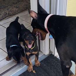 Doberman Pinscher Puppies from Devoted Doberman