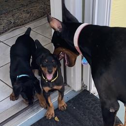 Doberman Pinscher Puppies from Devoted Doberman