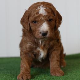 Blaze - Red male Bernedoodle puppy in Springtown, Texas from North Texas Puppies