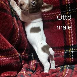 Otto - White and chocolate male Teddy Roosevelt Terrier puppy in Murray, Kentucky from Froschwald German Shepherds and Xanadu Teddy Roosevelt Terriers