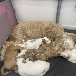 Goldendoodle Puppies from Soni the Doodle