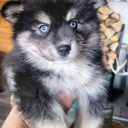 Girl 2 - Pomsky puppy in Florissant, Colorado from Schofield Homestead Pomsky's