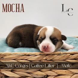 Mocha - Red male Pembroke Welsh Corgi puppy in Pine Village, Indiana from NL Horsemanship