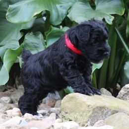 Cane Corso and Miniature Schnauzer Puppies from Brock’s Cane Corso & Miniature Schnauzers