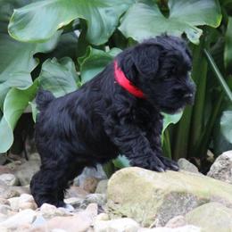 Cane Corso and Miniature Schnauzer Puppies from Brock’s Cane Corso & Miniature Schnauzers