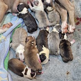 Boy 1 - Lilac male Boston Terrier puppy in Sulphur Springs, Texas from B&B Bostons