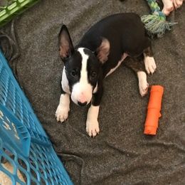 Bull Terriers from Jarrogue's Bull Terriers