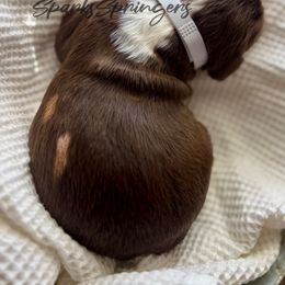 English Springer Spaniel Puppies from Sparks Springer Spaniels