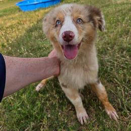 Rose - Red merle female Australian Shepherd puppy in Abilene, Texas from S&K Aussies N' Rotties