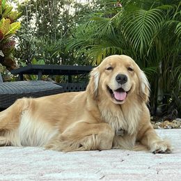 German Shepherd and Golden Retriever Puppies from Vom Bethel