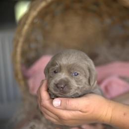 Miss Yellow - Chocolate female Labrador Retriever puppy in Morrill, Kansas from Grimm Girls Farm