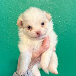 Knuckles - Cream parti male Pomeranian puppy in Stroud, Oklahoma from Laik’s Little Shihtz & Poms