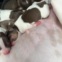 Tbd - Chocolate and white female Teddy Roosevelt Terrier puppy in Troy, Ohio from Wiggle Wags Miniature American Shepherds