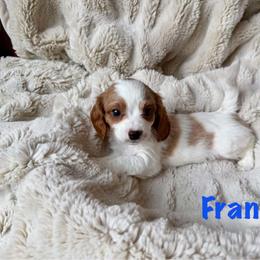 Frank - Blenheim male Cavapoo puppy in Calumet, Oklahoma from H&H Cavapoos