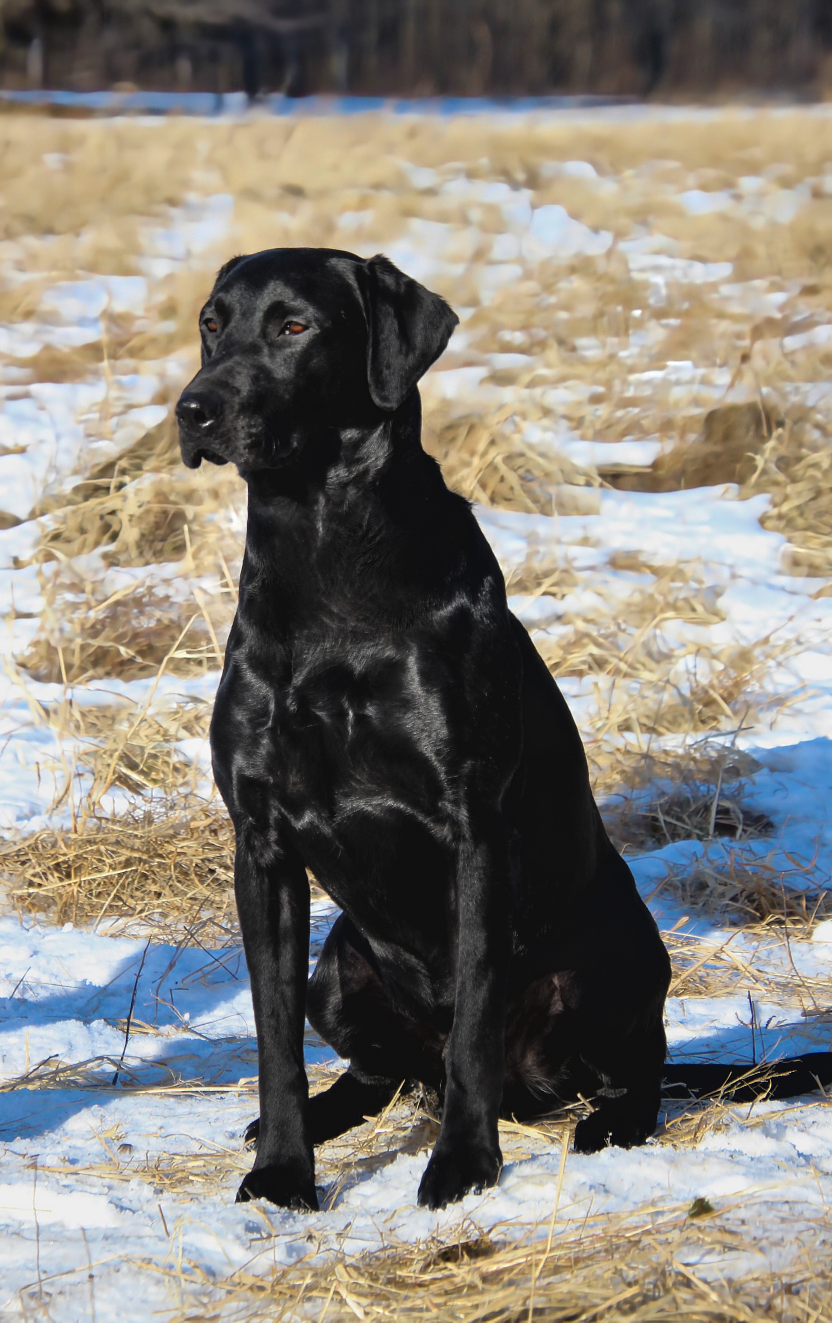 Cash - Labrador Retriever