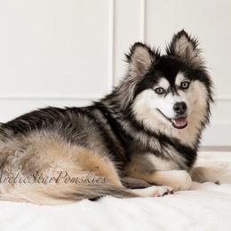 Kiana - Pomsky