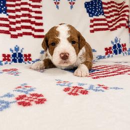 Hazel - female Australian Mountain Doodle puppy in Temecula, California from Country Hills Doodles
