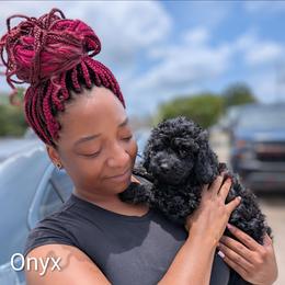 Onyx - Black male Cockapoo puppy in Sunset, Louisiana from Cano Cockapoos