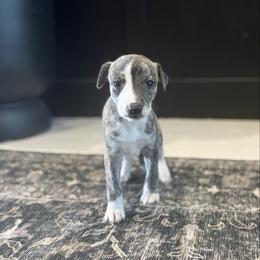 Lynx - Fawn brindle male Whippet puppy in Fort Myers, Florida from Rainbow Whippets