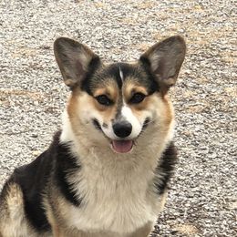 Buckle - Pembroke Welsh Corgi