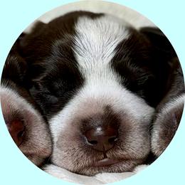 Boy 4 - Brown and gray male Wirehaired Pointing Griffon puppy in Milton, Florida from Dry Branch