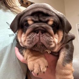 Gibbs - Chocolate tri-color male Bulldog puppy in Hernando, Mississippi from Blues City Bulldogs