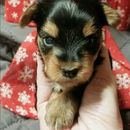 Cosmo - Black and tan male Yorkshire Terrier puppy in Hot Springs, Arkansas from Kimberly's Lovable Littles