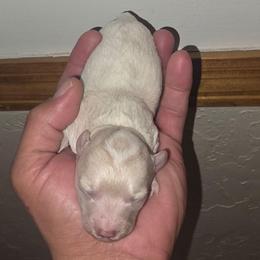 Sunny - Apricot male Poodle puppy in Lawton, Oklahoma from My Precious Toy Poodles