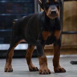 Doberman Pinscher Puppies from Obsidian Kennels