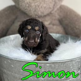 Poodles from The Olympus Standard Poodle