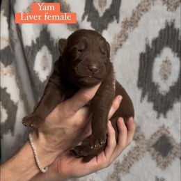 Yam - Liver female German Shepherd puppy in New Cambria, Missouri from Des Hausraben Shepherds