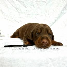 Black collar - Red and rust male Doberman Pinscher puppy in North Judson, Indiana from Stalaris Dobermans