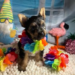 Boy 2 (1500) - Chocolate, tan and white male Yorkshire Terrier puppy in Douglas, Georgia from Southern Georgia Yorkies and biewers