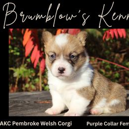 Purple Collar - White and red female Pembroke Welsh Corgi puppy in Boaz, Alabama from Brumblow’s Kennel