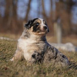 Club - Blue merle male Australian Shepherd puppy in Glenville, Pennsylvania from Rolling Hills Australian Shepherds
