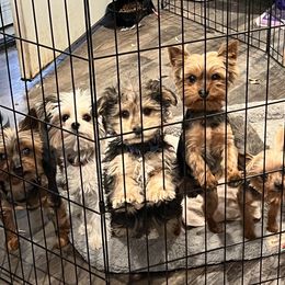 Morkie and Yorkshire Terrier All Grown Up from M.Y. Morkies and Yorkies