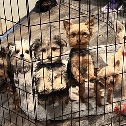 Morkie and Yorkshire Terrier All Grown Up from M.Y. Morkies and Yorkies