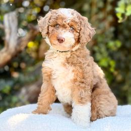 Bella - female Australian Mountain Doodle puppy in Highland, Utah from Angel Pups Deluxe