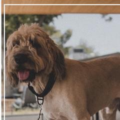 Swayze - Saint Berdoodle