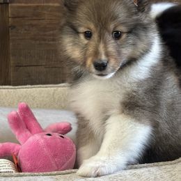 Shetland Sheepdog Puppies from SquiresShelties