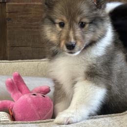Shetland Sheepdog Puppies from SquiresShelties