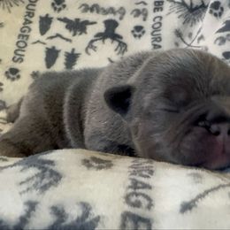 Girl 4 - Blue female French Bulldog puppy in Gerber, California from In The Zone Dog Training and Breeding