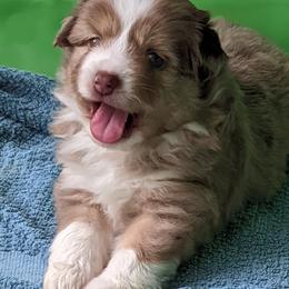 Toy Australian Shepherd Puppies from Pleasant Grove Aussies