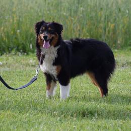Pepper - Australian Shepherd