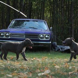 American Bully Puppies from 49th State Kennels