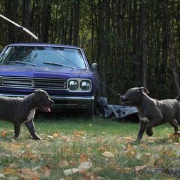 American Bully Puppies from 49th State Kennels