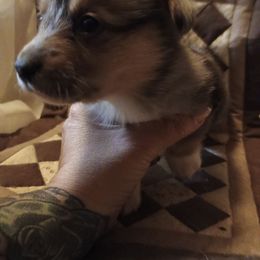 Bluie merle - Blue merle and white male American Corgi puppy in Pioneer, Michigan from Country Corners Corgis